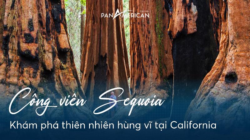 Hình ảnh minh họa thiên nhiên Việt Nam vào tháng 2, cây cối đâm chồi nảy lộc, không khí mùa xuân trong lành